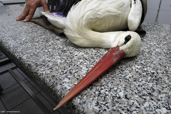Dieser geschossene Weißstorch wurde von unsere Teams mit schwersten Verletzungen gefunden und zum Tierarzt gebracht (Archivbild 2023) 