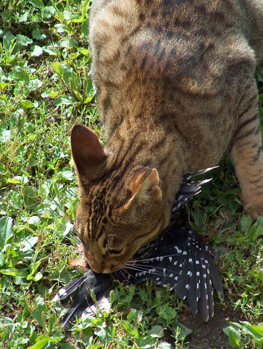 Gatto con la preda: un picchio rosso maggiore / © Tom Bjornstad - wikicommons