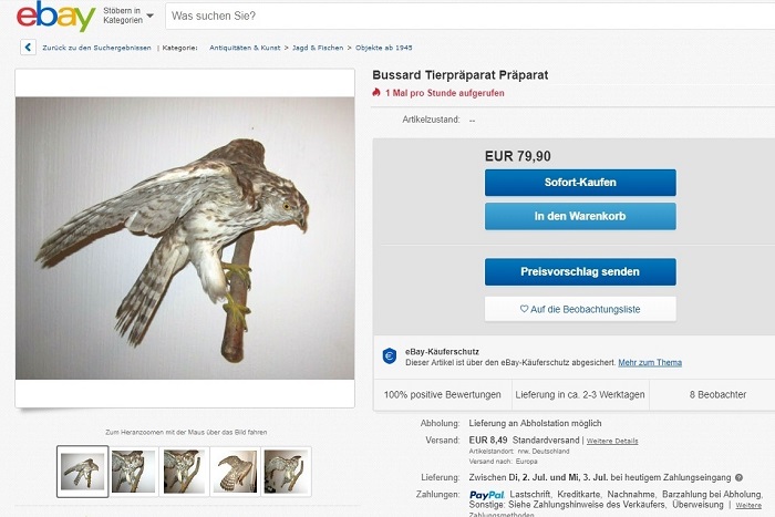 Falco imbalsamato su eBay