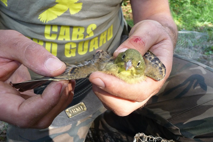 Due to CABS missions in France the trapping of Ortolan bunting has rapidly decreased.