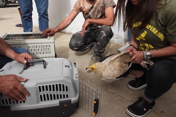 Illegal gehaltener Schmutzgeier im Libanon