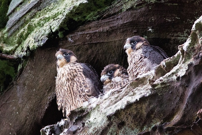 Peregrine falcons at the nest