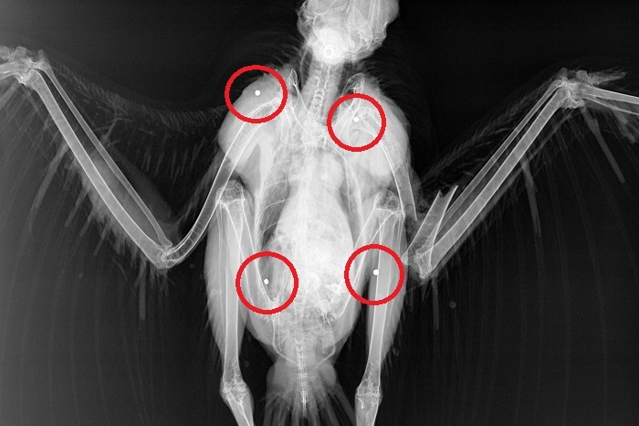 Immagine a raggi X di una poiana abbattuta con pallini di piombo