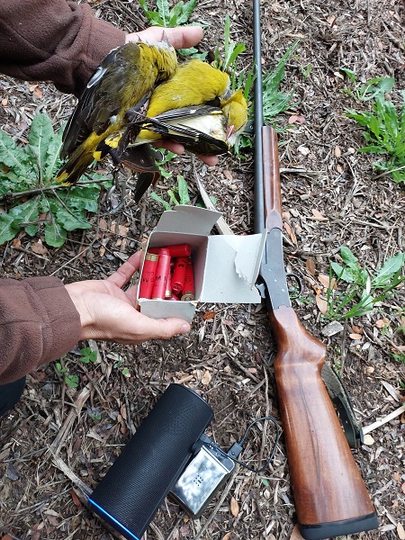 Orioles shot illegally on the Greek island of Zakynthos.